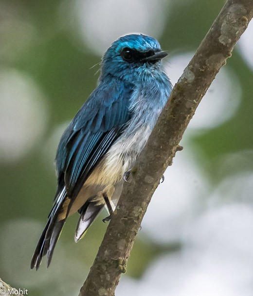 Indigo Flycatcher (Javan) - ML379728591