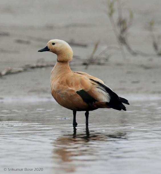 Ruddy Shelduck - ML379728611