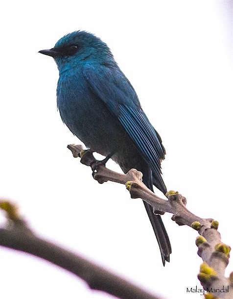 Verditer Flycatcher - ML379728631