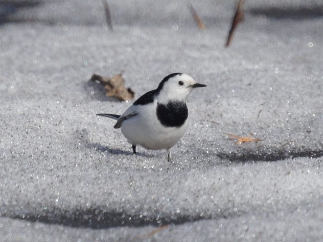 White Wagtail (Chinese) - ML379728641