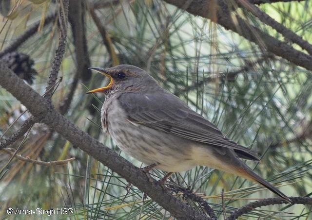 Red-throated Thrush - ML379728661