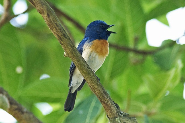 Blue-throated Flycatcher - ML379728681