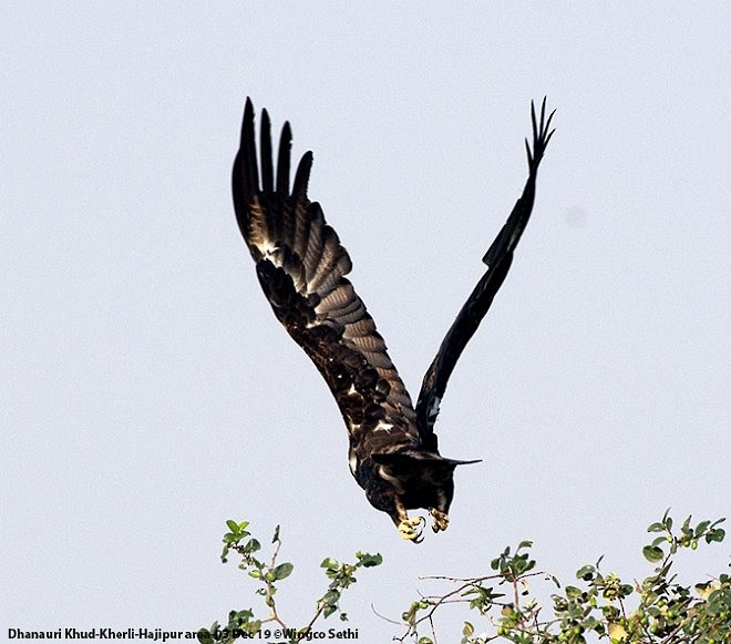 Imperial Eagle - ML379728701