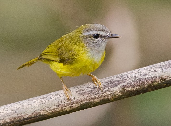 Yellow-bellied Warbler - ML379728821