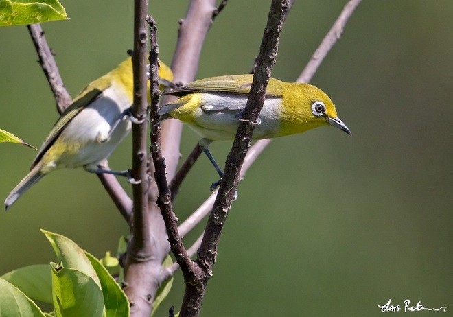 Luzonbrillenvogel - ML379728871