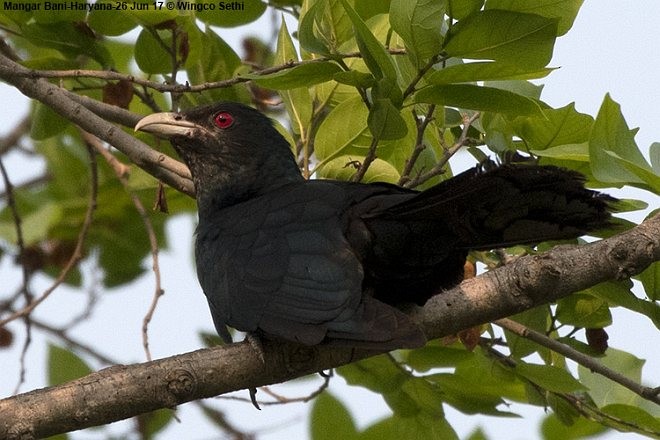 Asian Koel - ML379728901