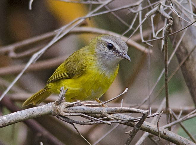 Yellow-bellied Warbler - ML379728961