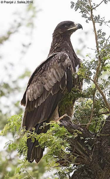 Tawny Eagle - ML379728981
