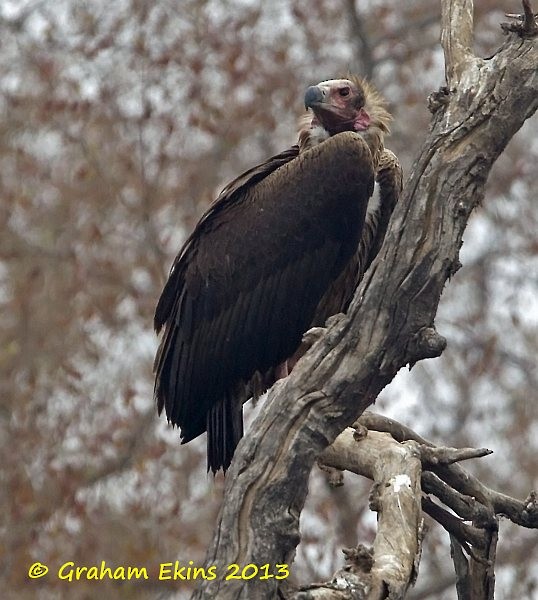 Red-headed Vulture - ML379728991