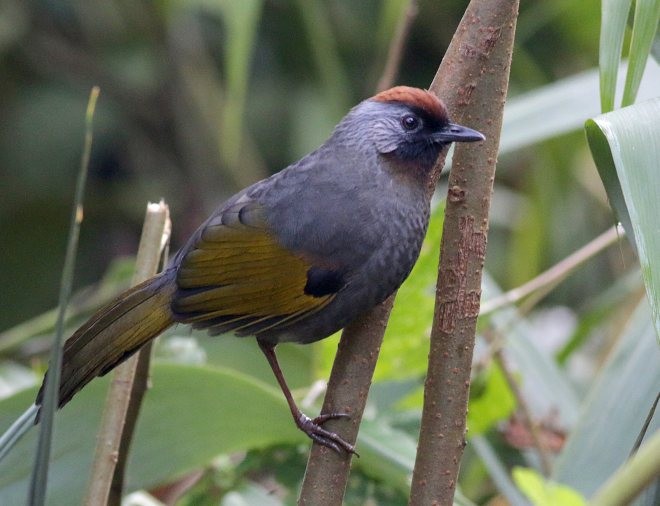 Silver-eared Laughingthrush - David Fisher