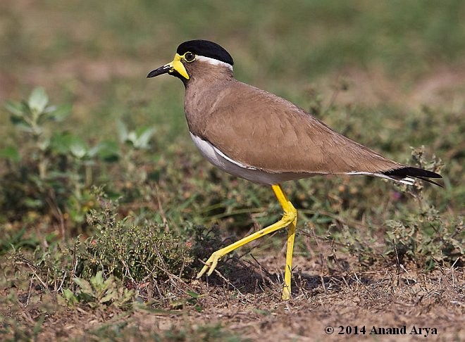 Yellow-wattled Lapwing - ML379729031