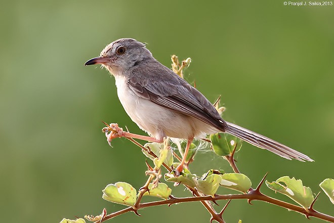 Plain Prinia - ML379729041