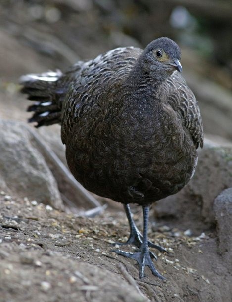 Gray Peacock-Pheasant - ML379729061