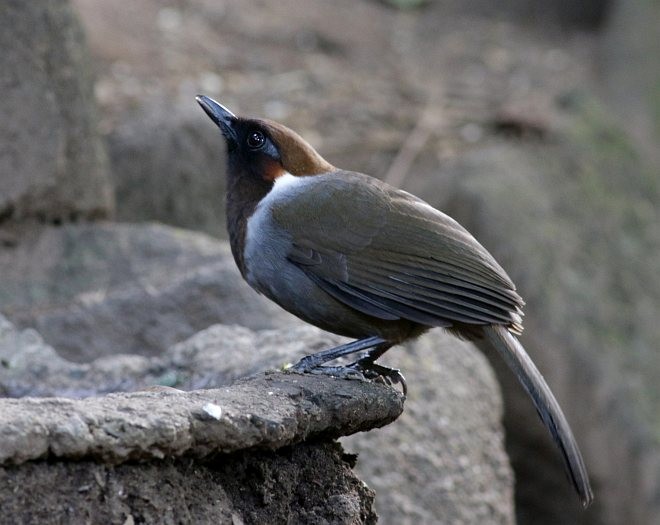 White-necked Laughingthrush - ML379729091