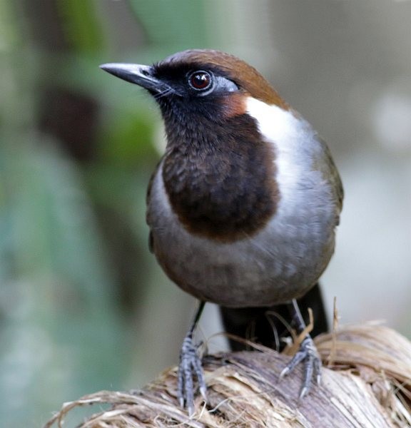 White-necked Laughingthrush - ML379729101