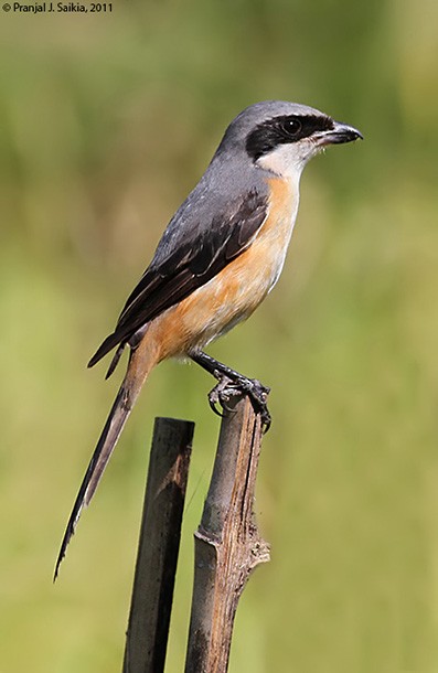 Gray-backed Shrike - ML379729151