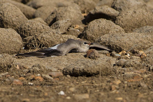 Small Pratincole - ML379729171