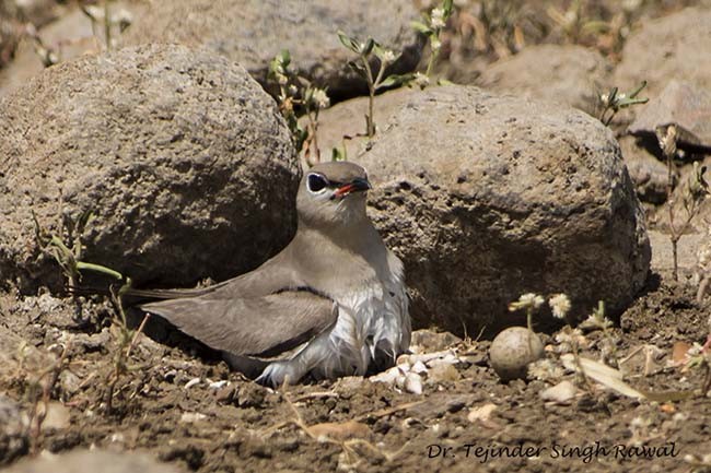 Small Pratincole - ML379729181