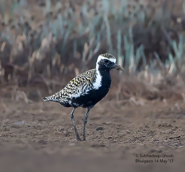 Pacific Golden-Plover - ML379729201