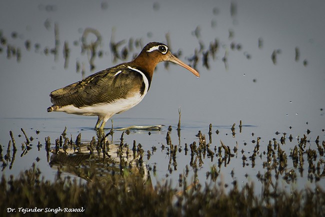 Greater Painted-Snipe - Dr Tejinder Singh Rawal