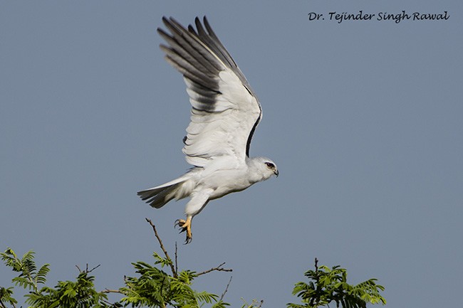 Black-winged Kite (Asian) - ML379729251