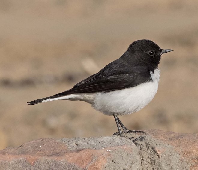 Variable Wheatear - ML379729301