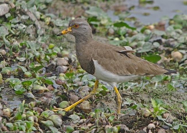Gray-headed Lapwing - ML379729391