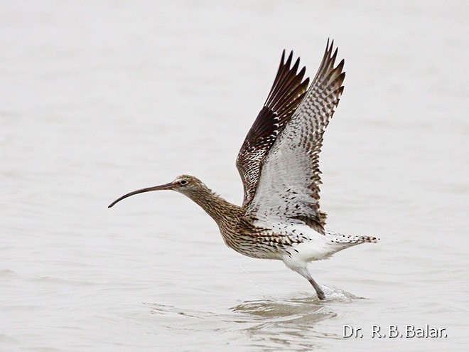 Chiurlo maggiore - ML379729501