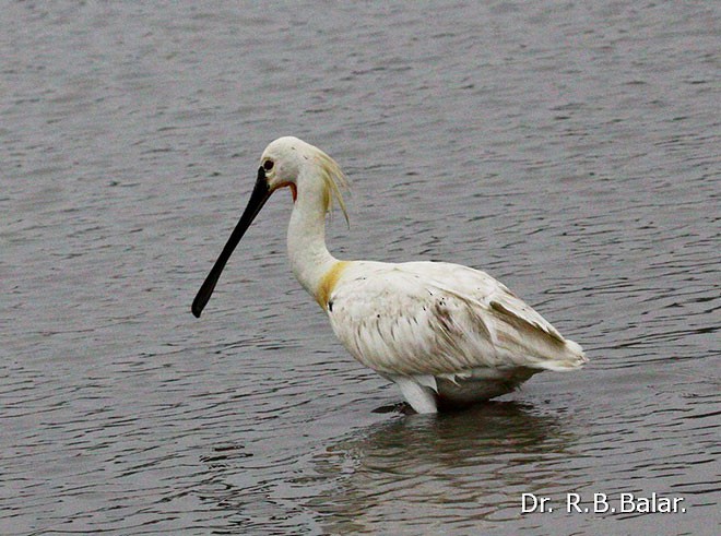 Spatola - ML379729521