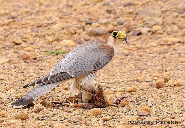 Red-necked Falcon (Asian) - ML379729571
