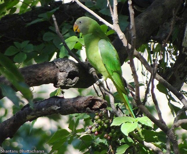 Slaty-headed Parakeet - ML379729631