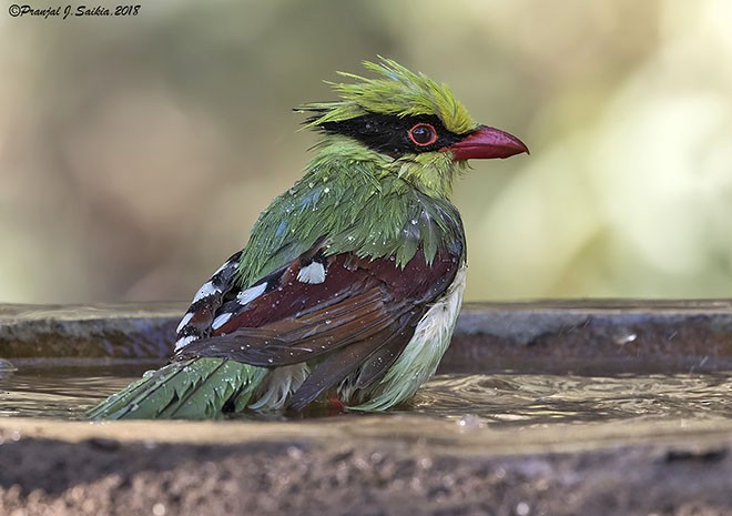 Common Green-Magpie (Common) - ML379729641