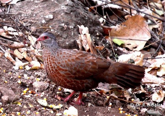 Red Spurfowl - Dr. Raghavji Balar