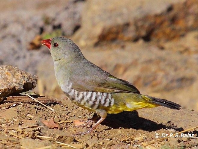 Green Avadavat - ML379729691