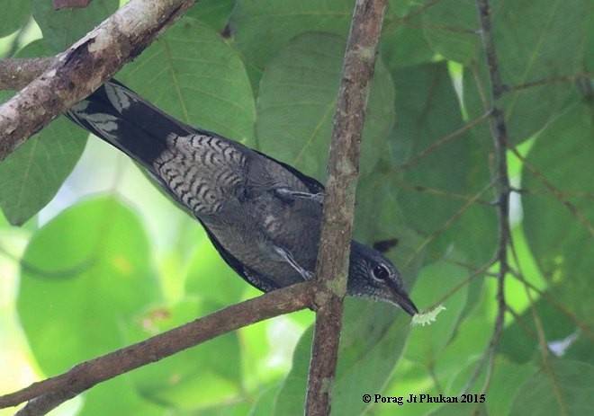 Black-winged Cuckooshrike - ML379729701