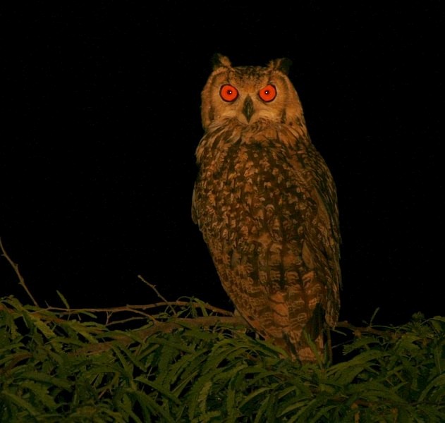 Rock Eagle-Owl - ML379729721