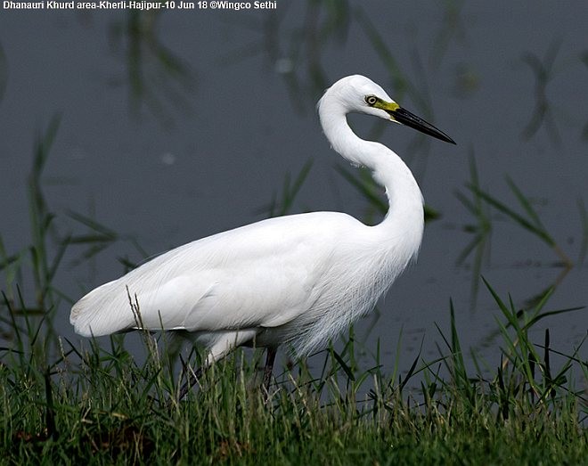 Medium Egret - ML379729771