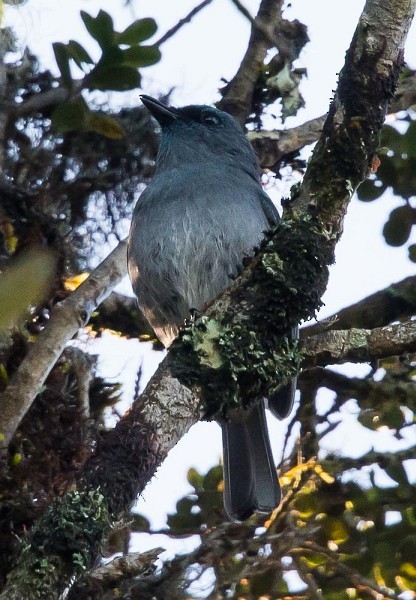 Dull-blue Flycatcher - ML379729801