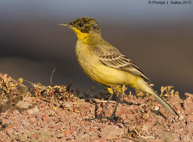 Western Yellow Wagtail - ML379729891