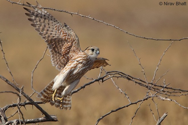 Merlin - ML379729911