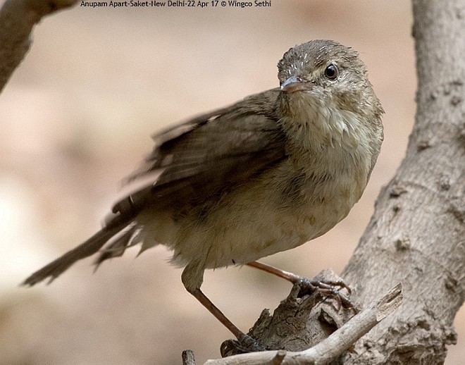 Blyth's Reed Warbler - ML379729941