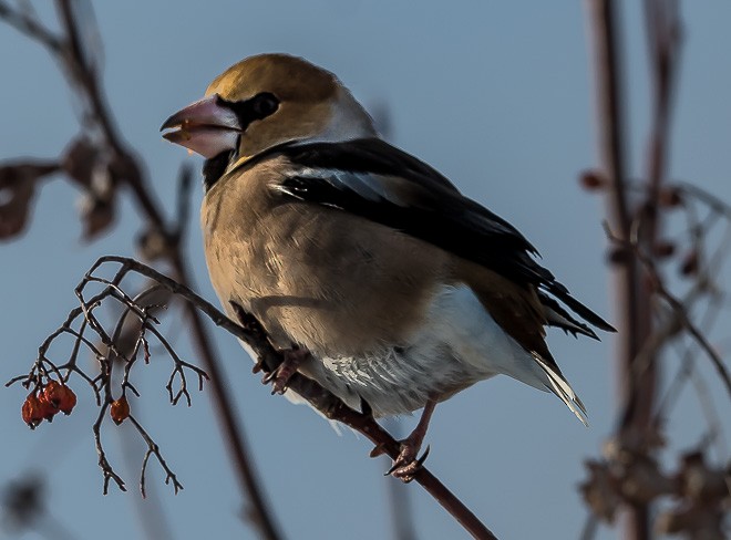 Hawfinch - ML379729971