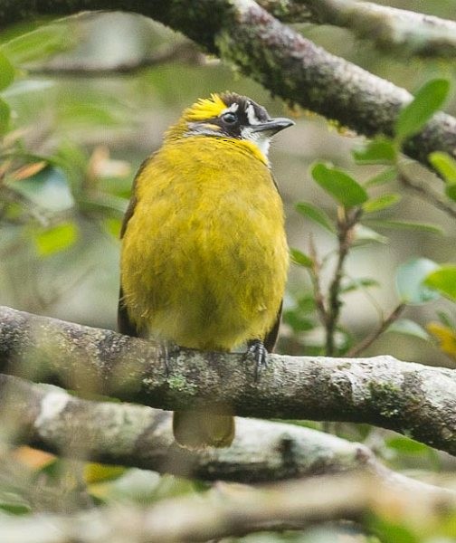 Yellow-eared Bulbul - Simon van der Meulen