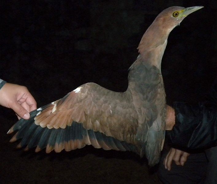 Japanese Night Heron - ML379730041