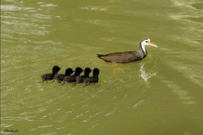 White-breasted Waterhen - ML379730101