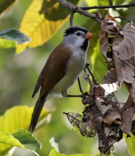 Gray-headed Parrotbill - ML379730171
