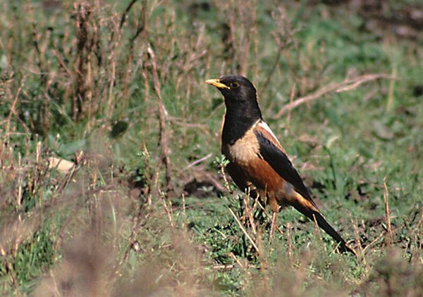 White-backed Thrush - Leif Gabrielsen