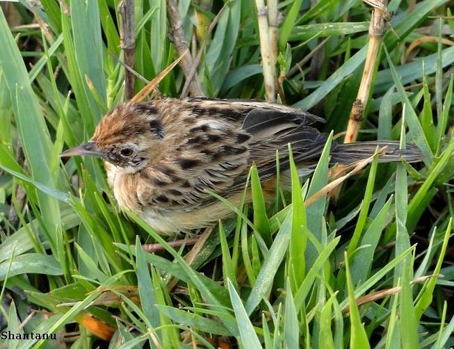 Zitting Cisticola - ML379730241