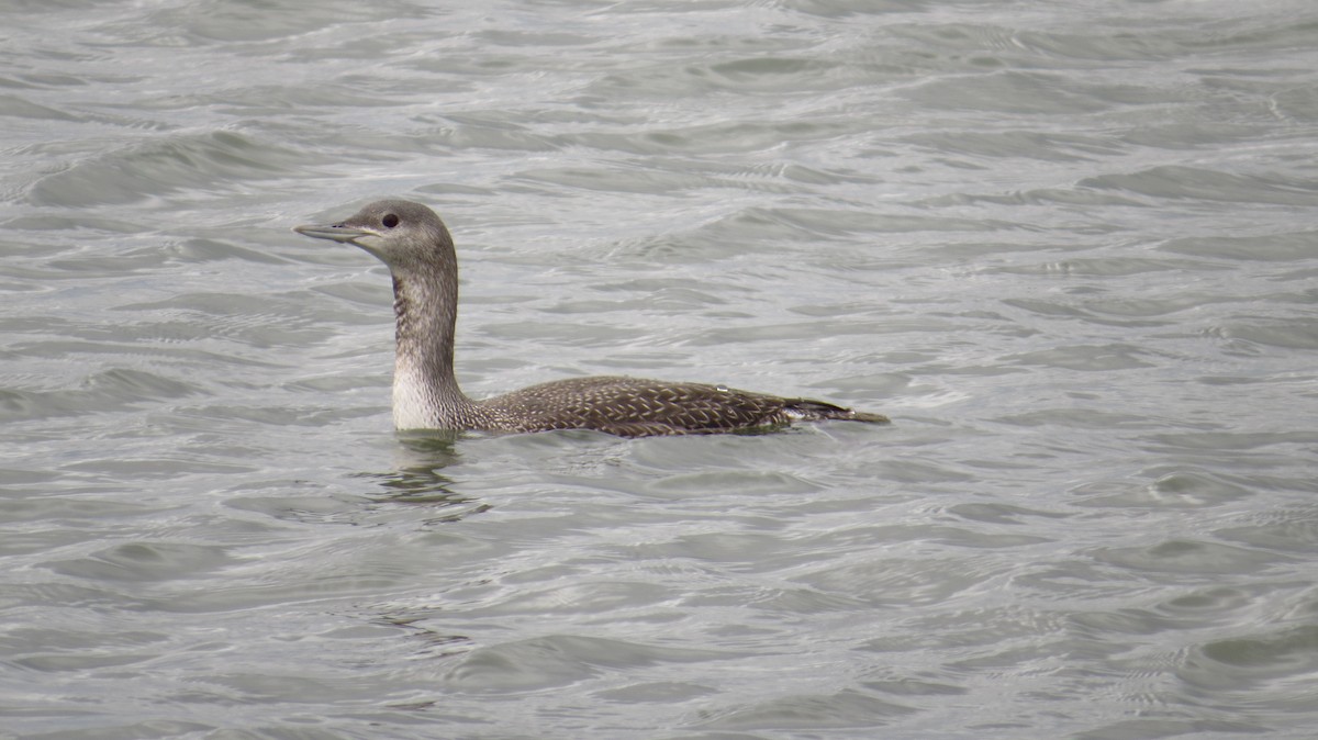 Red-throated Loon - ML37973051