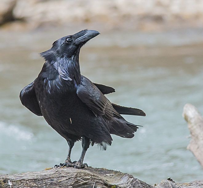 Common Raven - Sumit  Sengupta